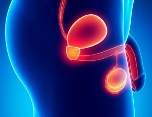 erectile-dysfunction-image-300×300 ανατομία του πέους στη στύση